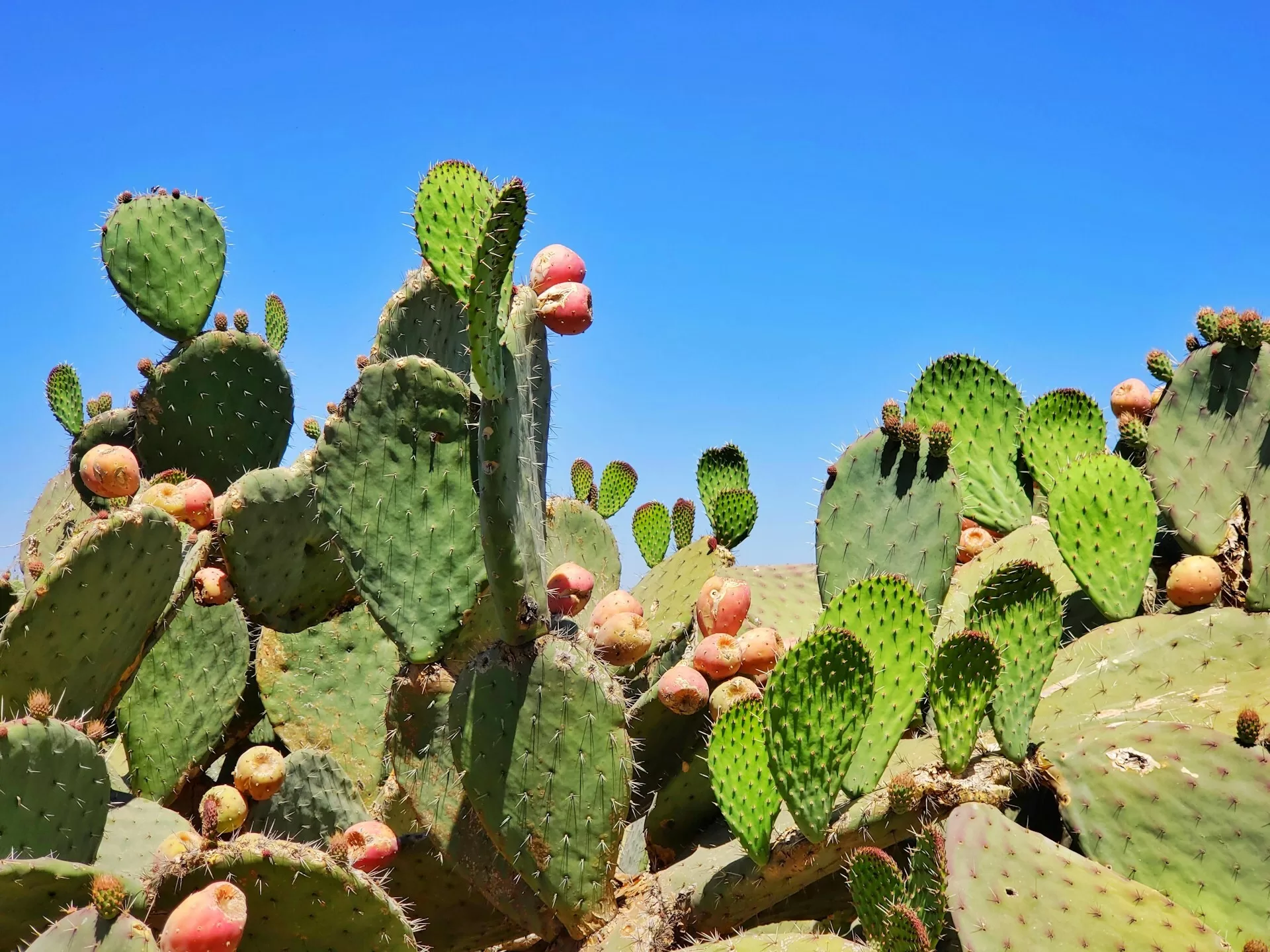 Groene cactussen met stukken fruit er aan in Santa Fe