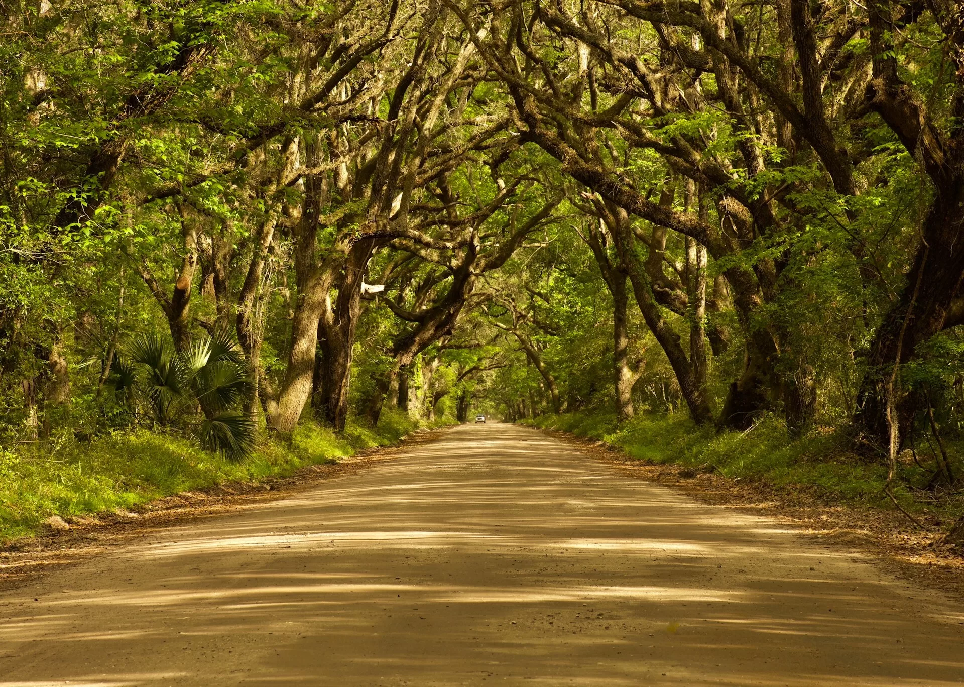 Een onverharde weg tussen de bomen door in Charleston