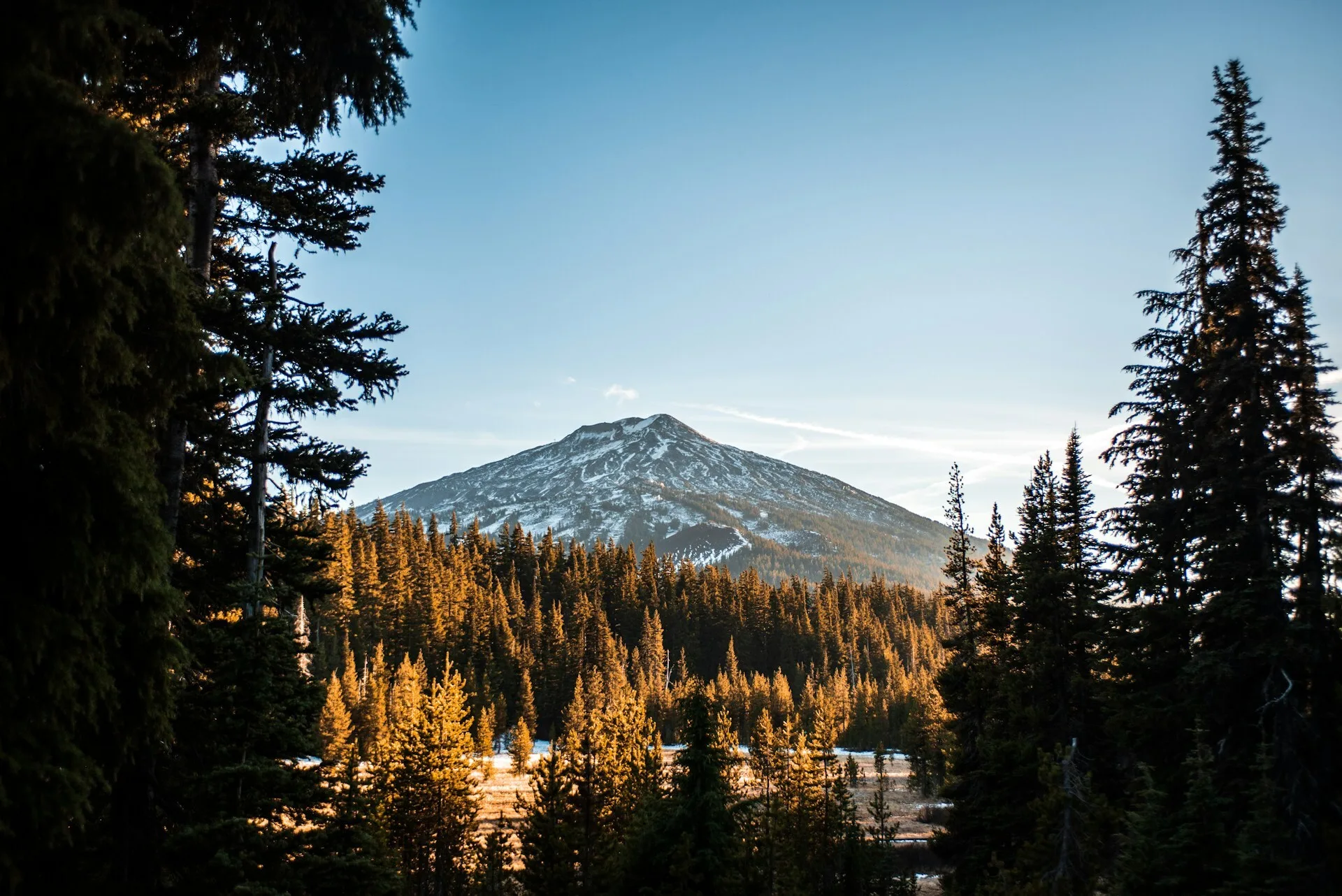 Naaldbomen met Mount Bachelor op de achtergrond in Bend