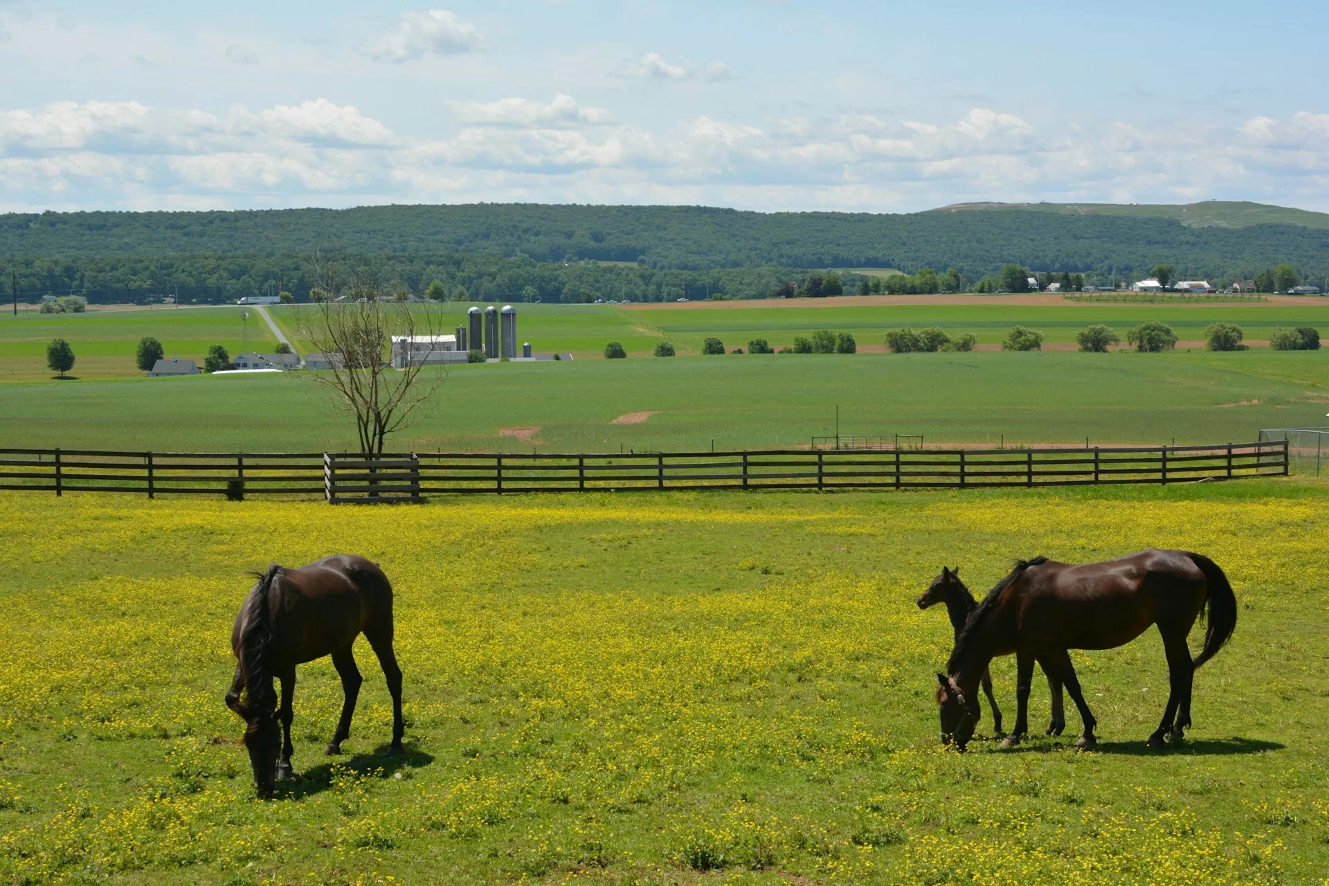 Paarden in een weide in Lancaster, Pennsylvania