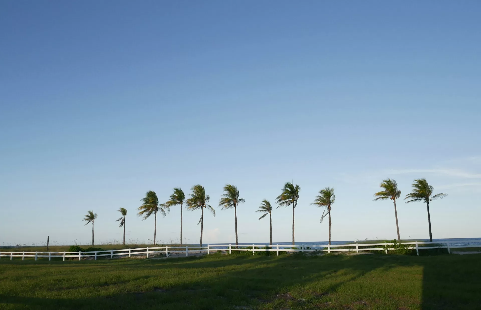 Palmbomen langs het strand van Fort Lauderdale