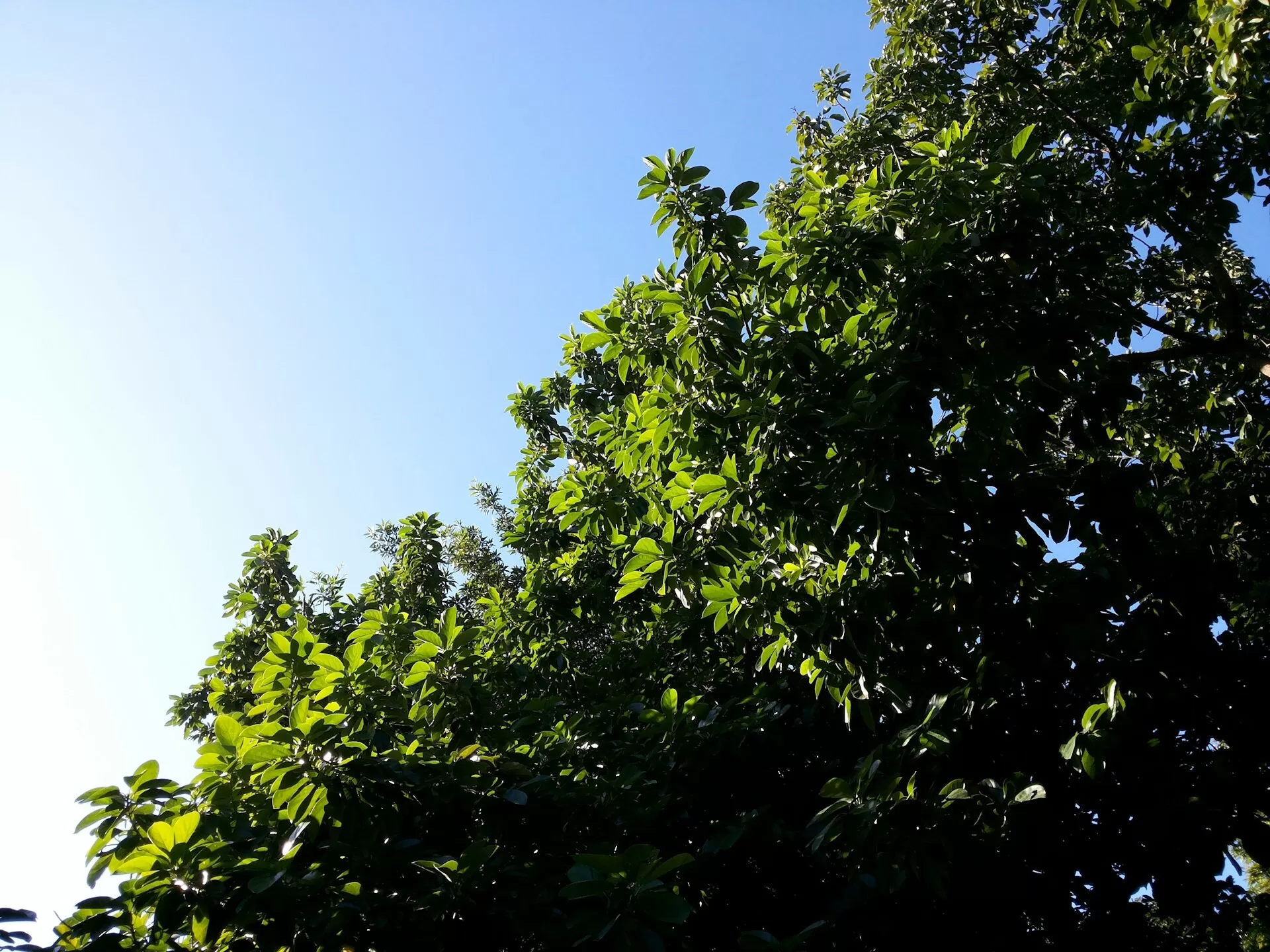 Bomen in een park in Crawfordville, Florida