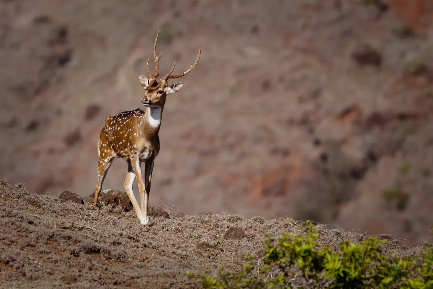 Een wild hert op Lanai, Hawaii