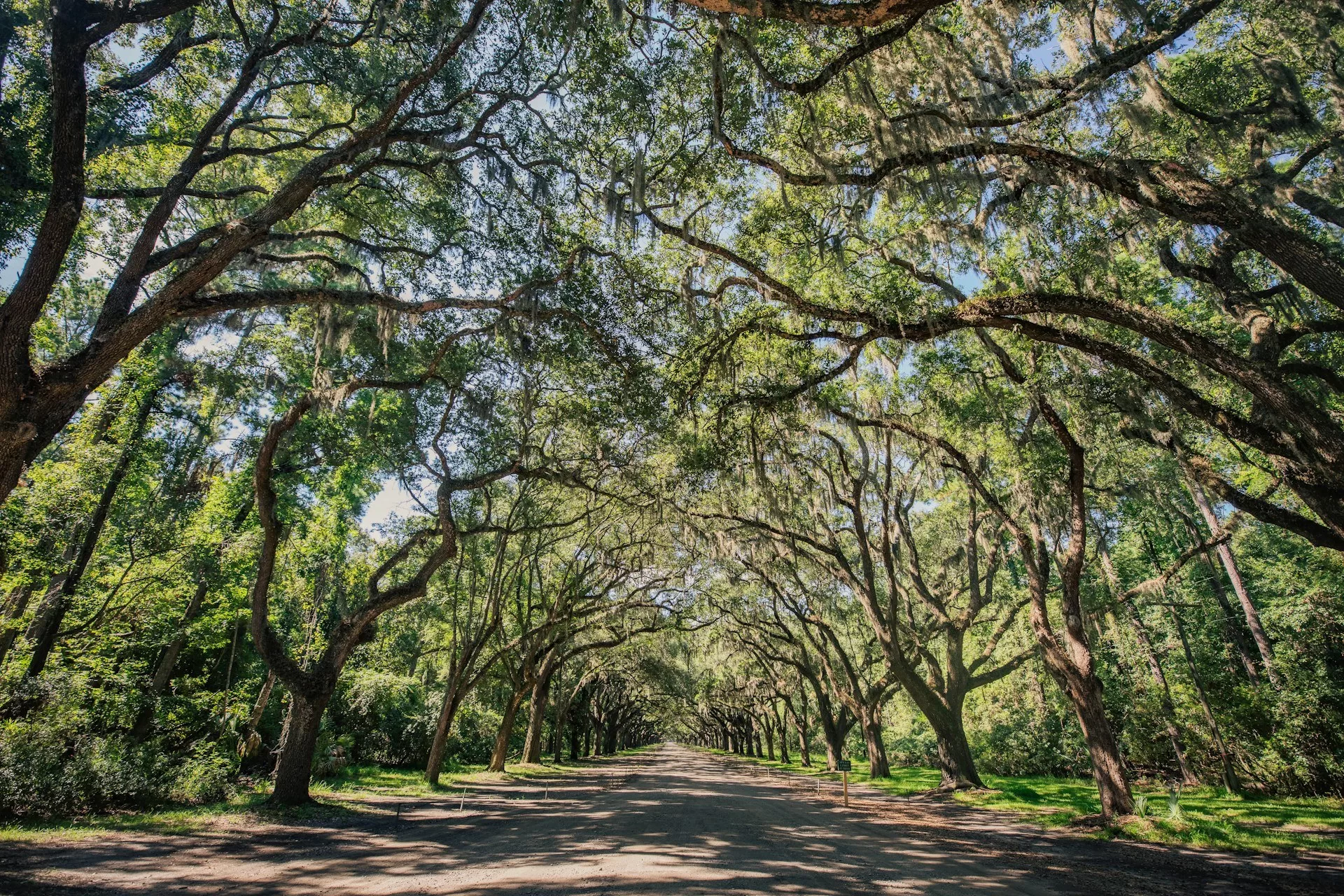 De hangende bomen met Spaans Mos in het park in Savannah Georgia