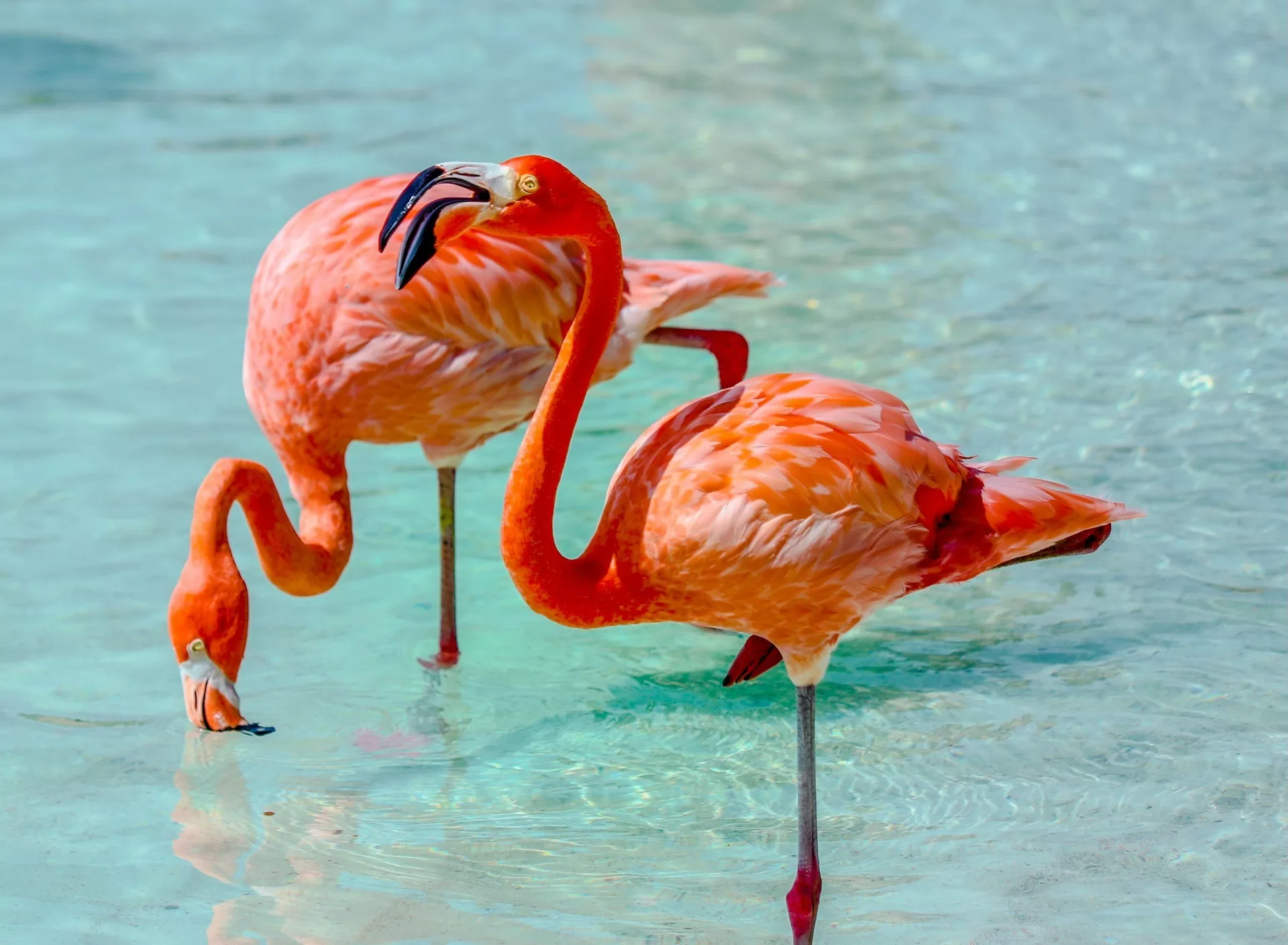 Roze Flamingos in turquoise water op Aruba