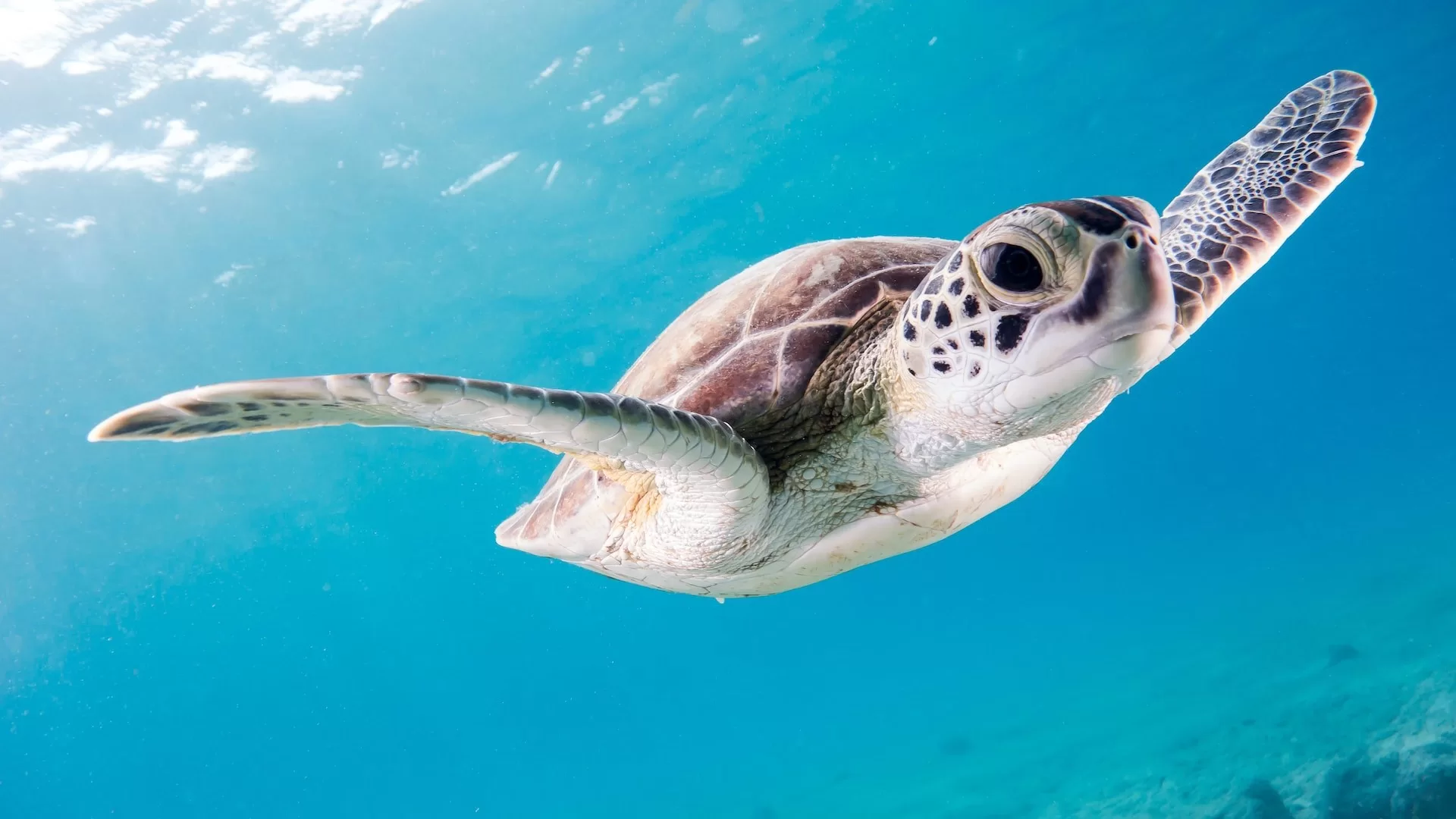 Zeeschildpad onder water in de oceaan rond Bonaire