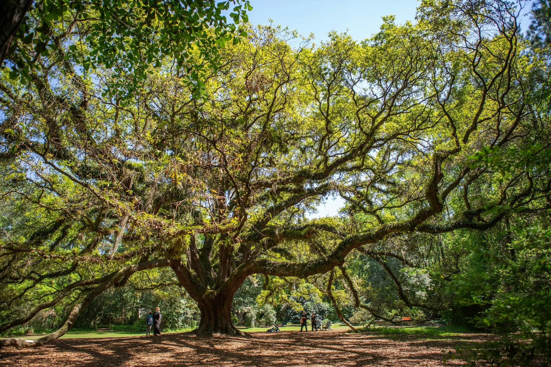 Groene en grillige eik in het park in Tallahassee Florida