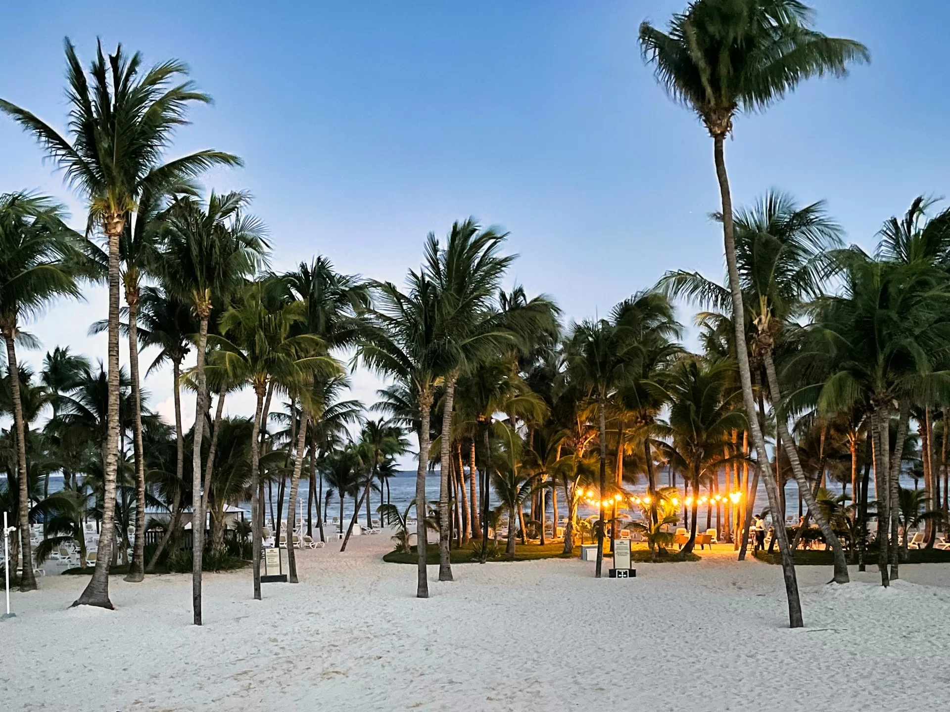 Palmbomen op het strand van Playa del Carmen