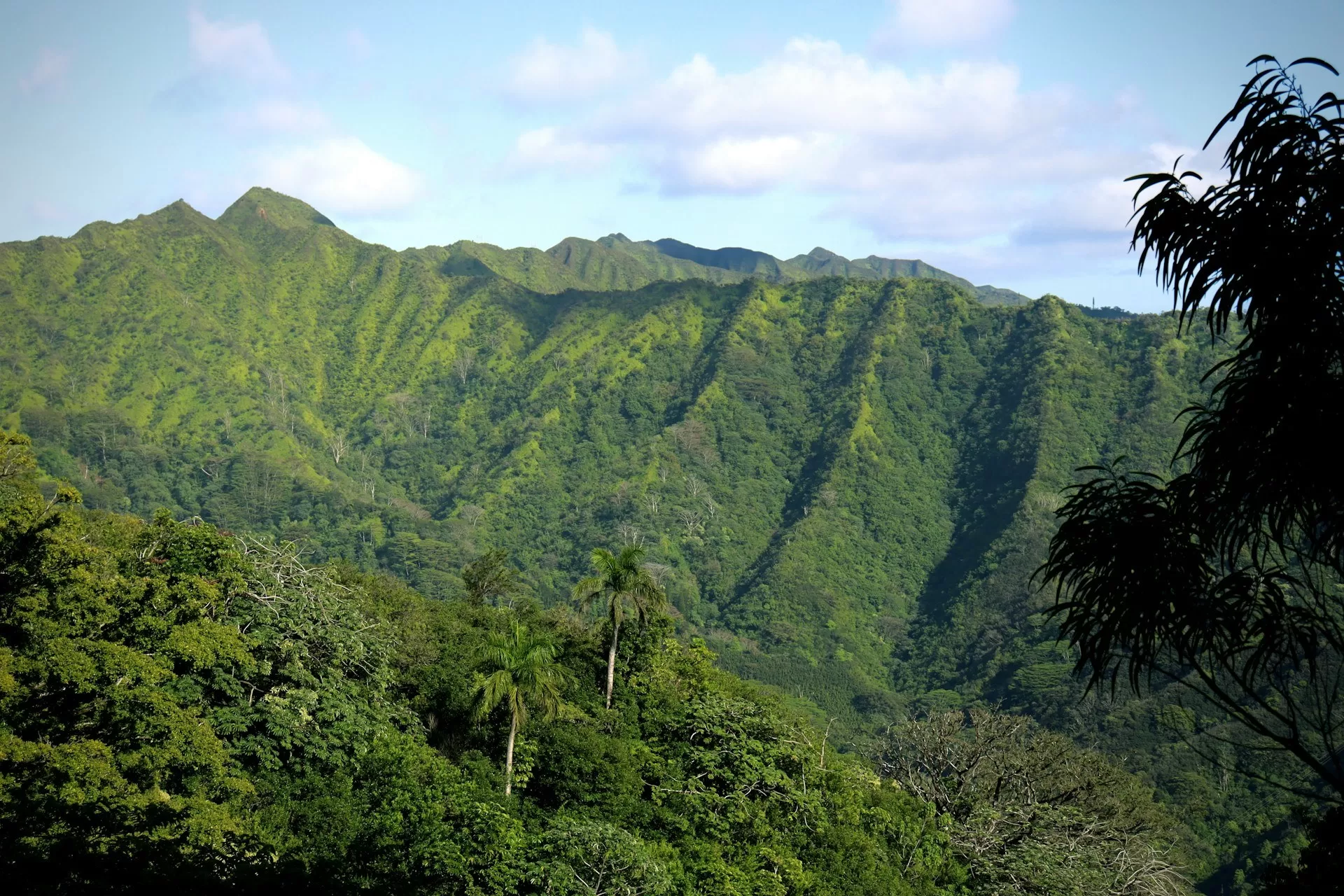 Uitzicht over de groene wouden van Oahu