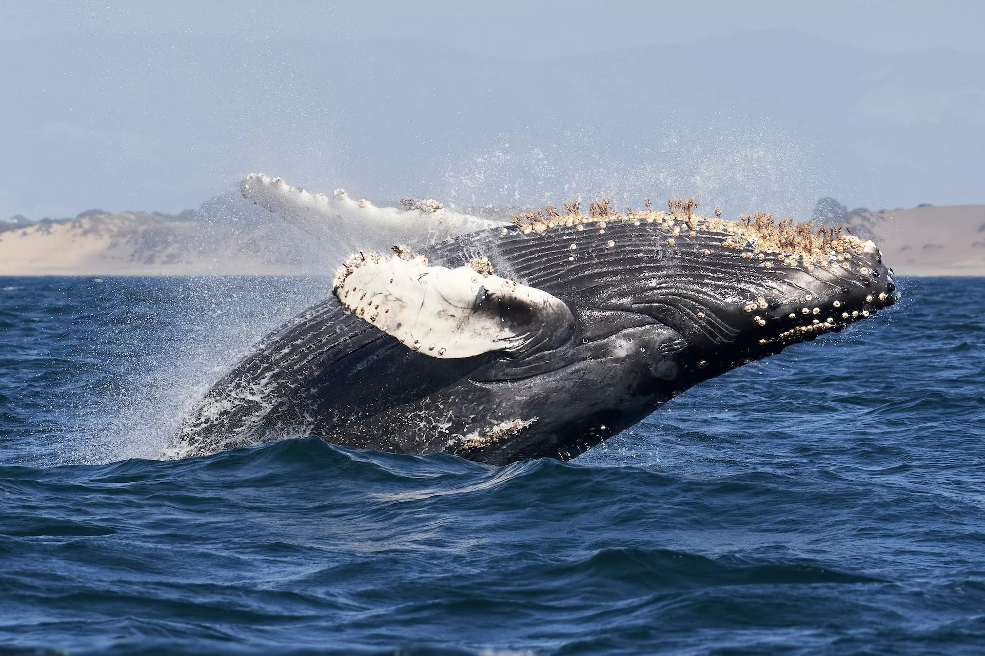 Een walvis boven het water in Monterey Bay