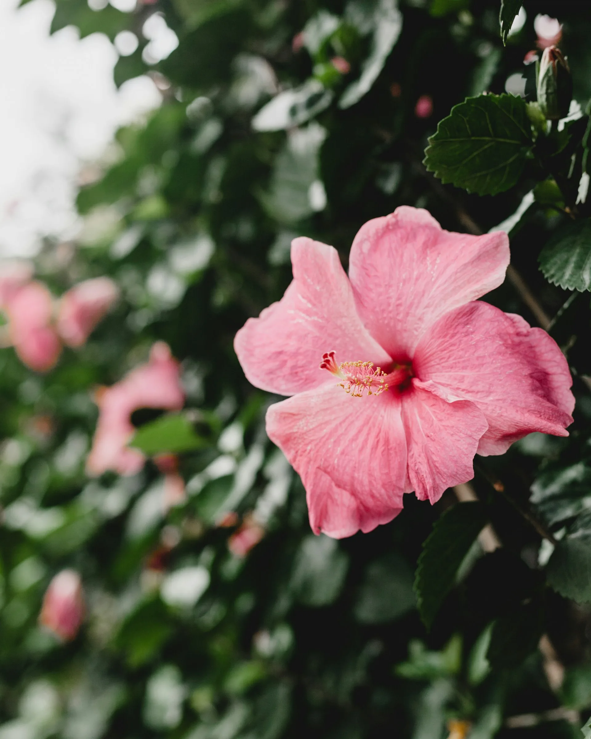 De roze Hibiscus op het eiland Maui Hawaii