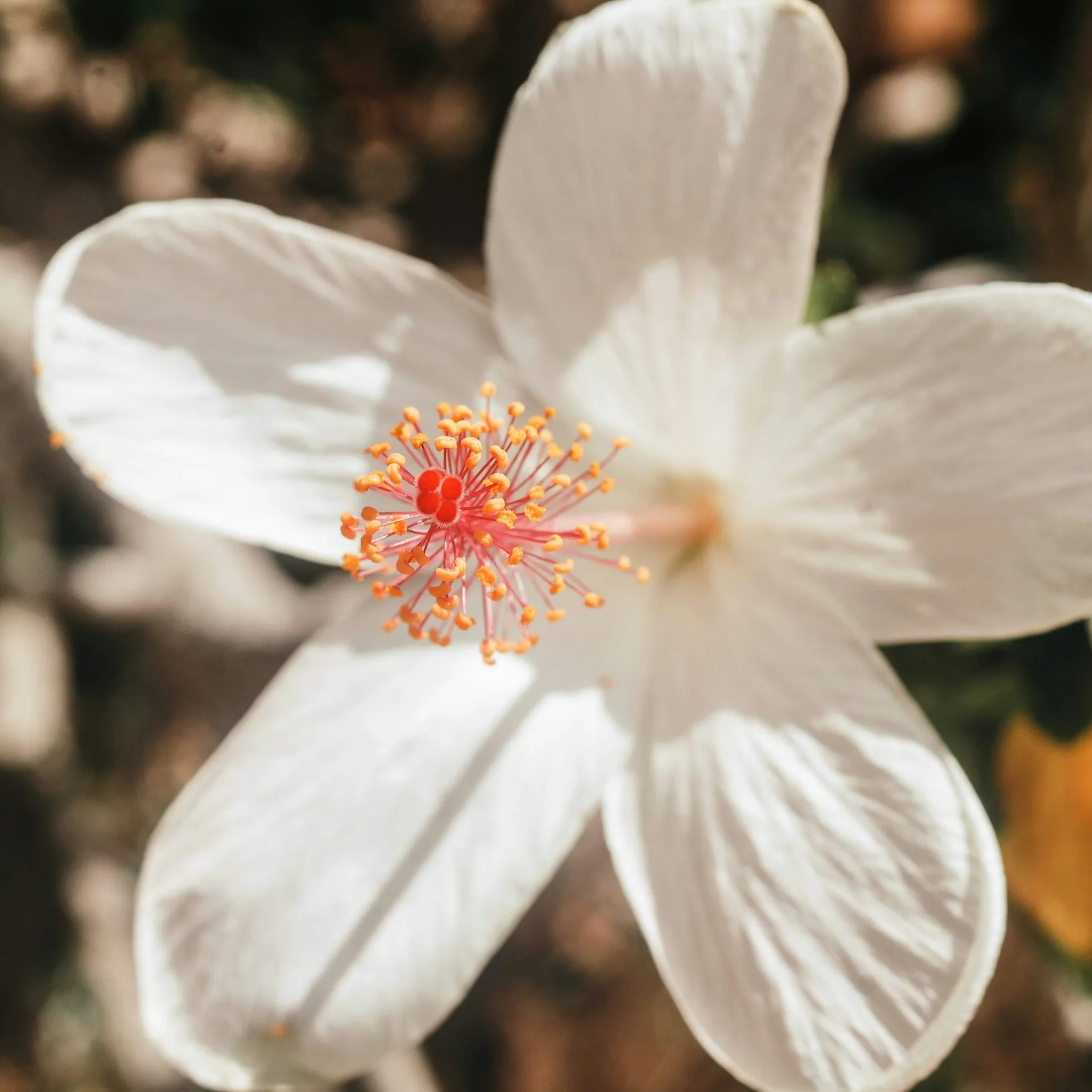 Witte Hibiscus op Maui Hawaii