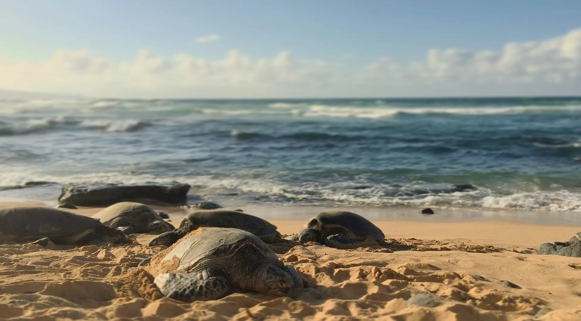 Zwarte rotsen op het strand van Hookipa Beach Park Paia op Maui Hawaii