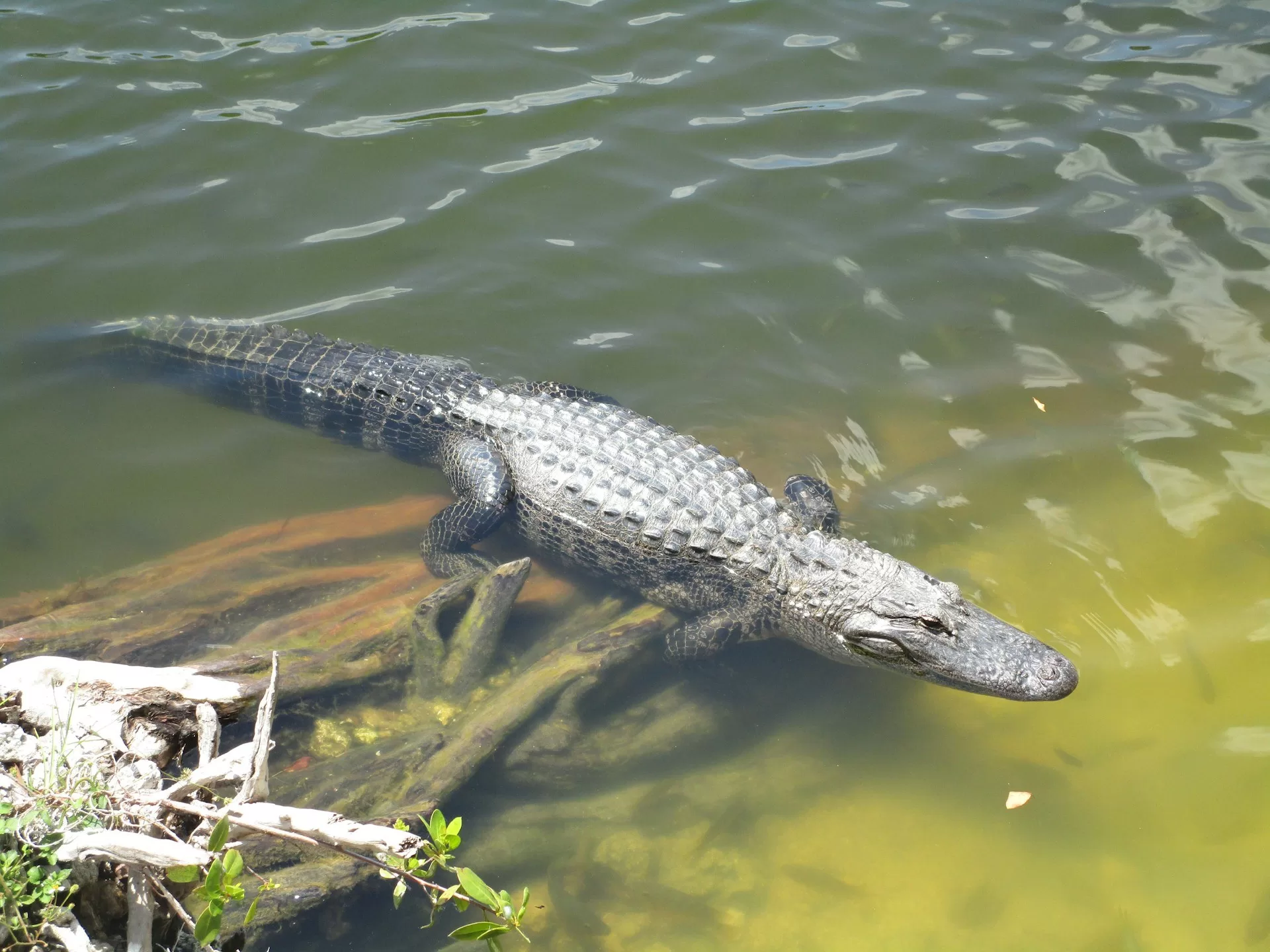 Een alligator in het water van Everglades National Park in Florida