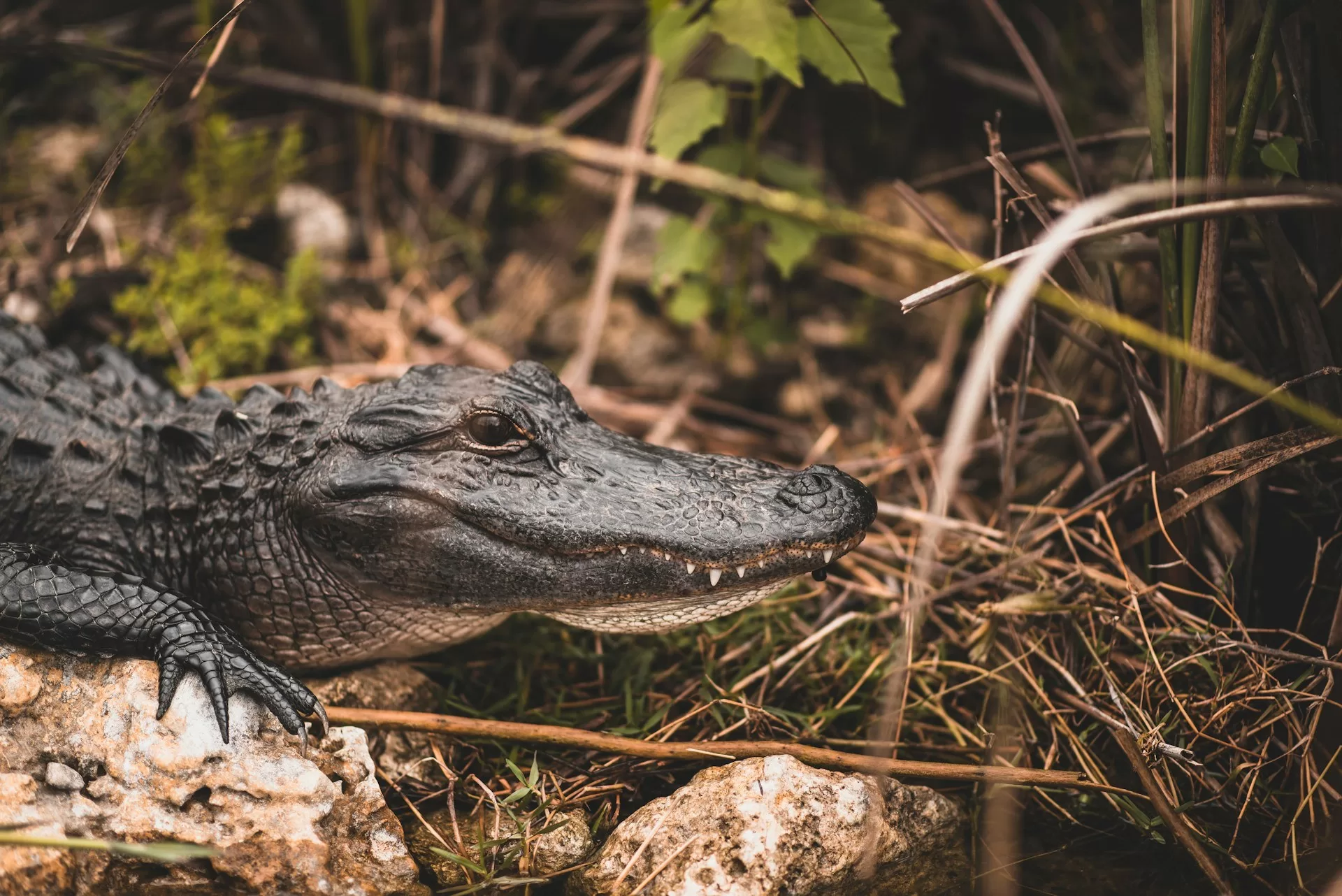 Een alligator in Everglades National Park in Florida