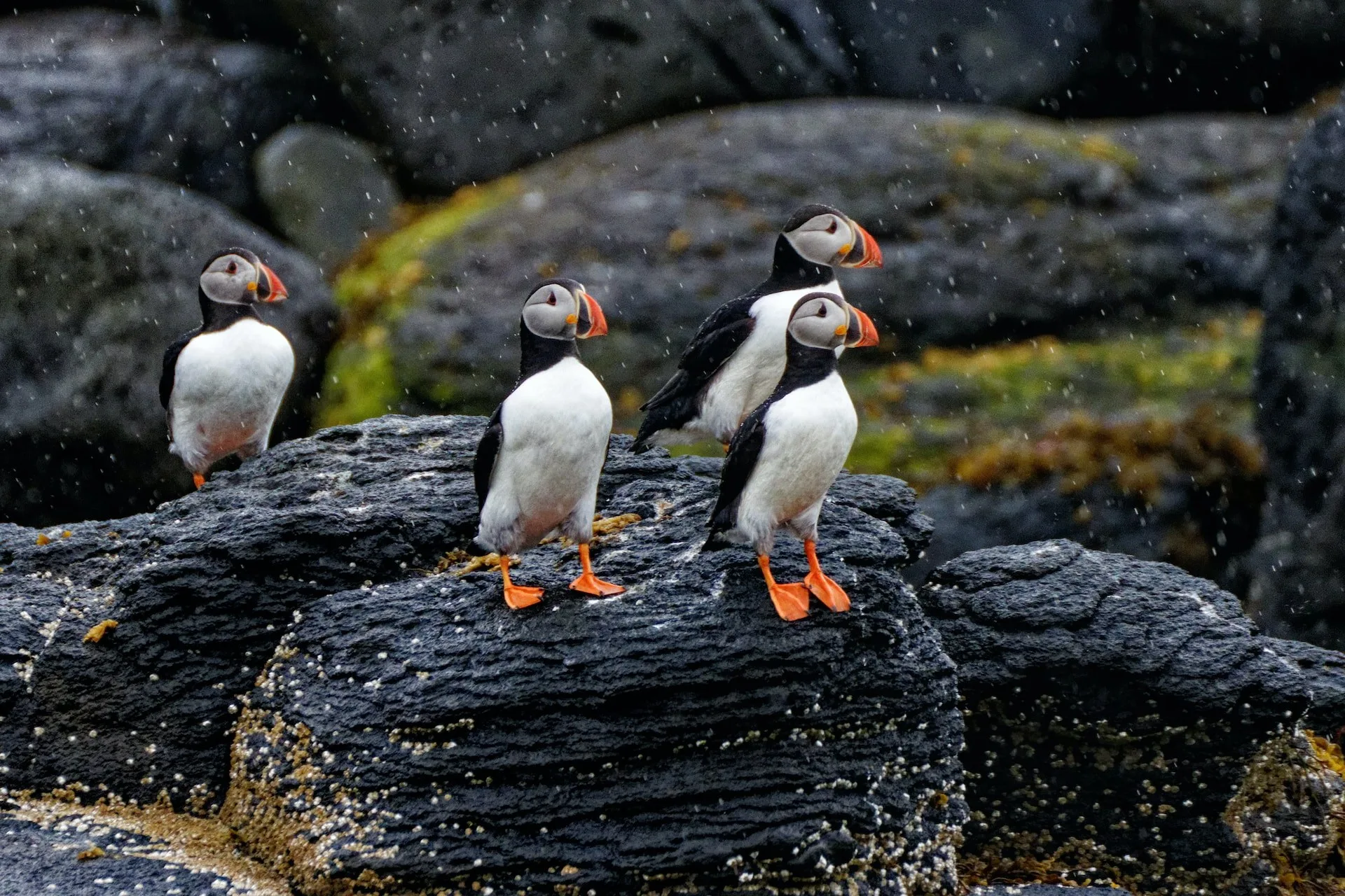 Sea Puffins vogels op rotsen in Reykjavík
