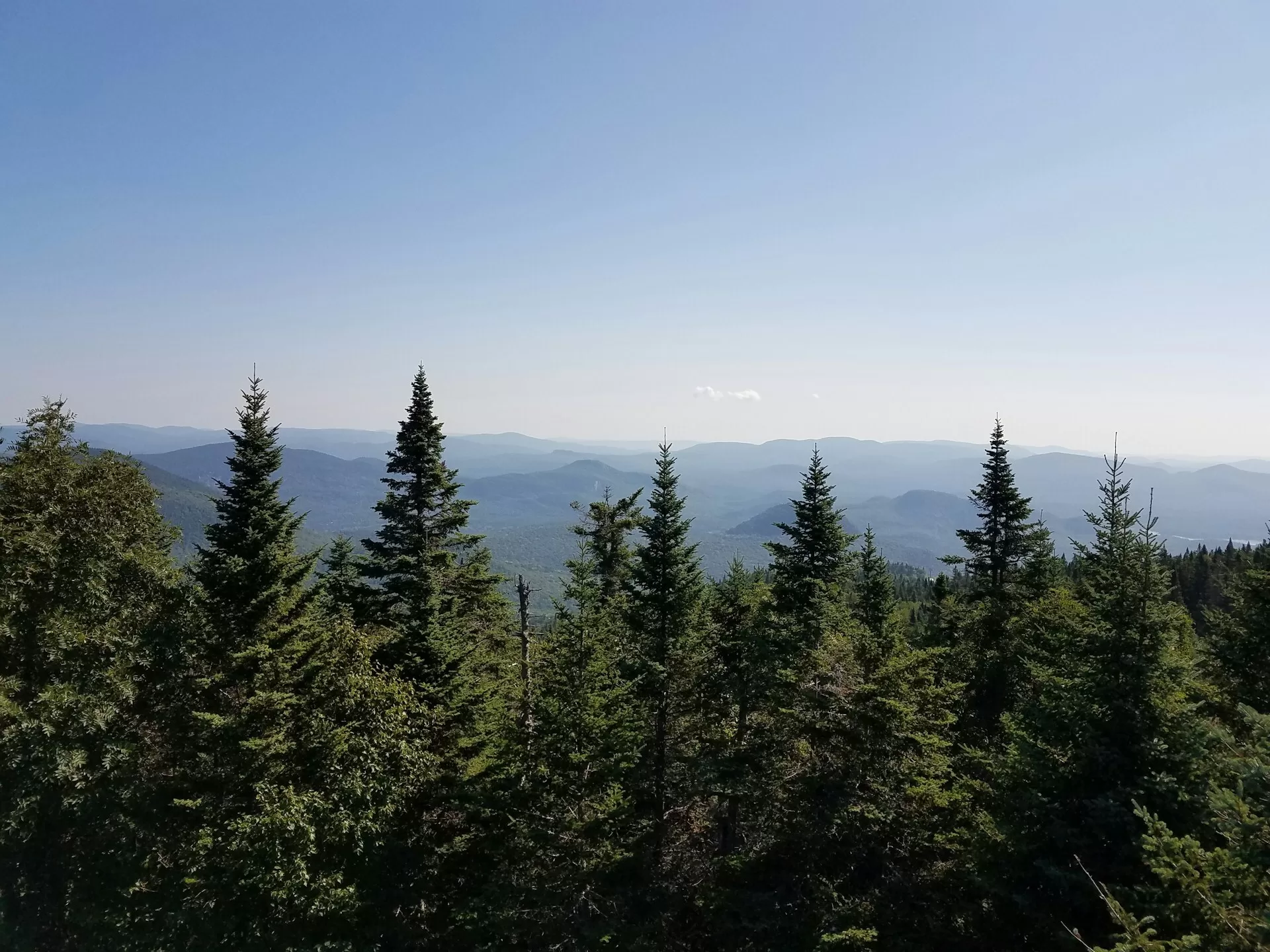De hoge naaldbomen in de bossen van Mont Tremblant in Canada