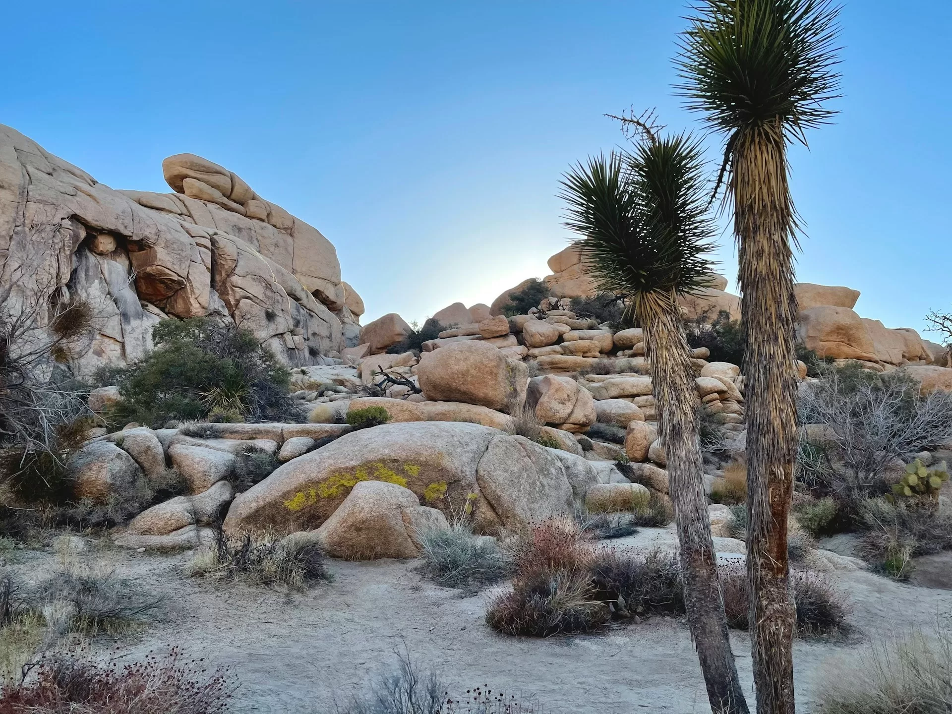 Rotsen en palmbomen in Twentynine Palms in Joshua Tree National Park