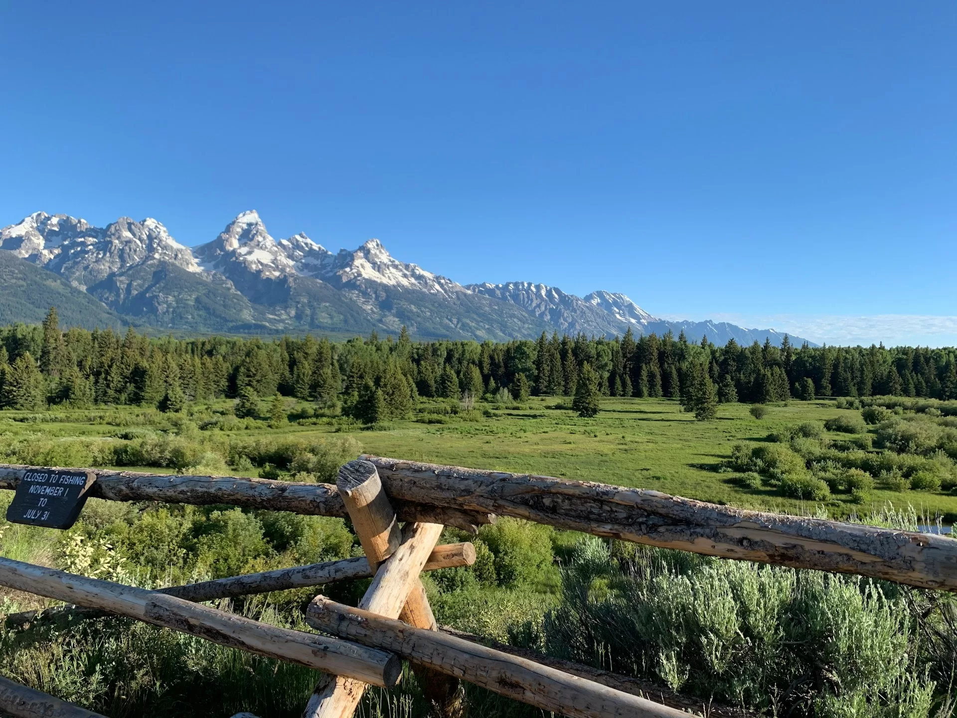 Een weideveld met bomen met op de achtergrond besneeuwde bergen in Grand Teton National Park