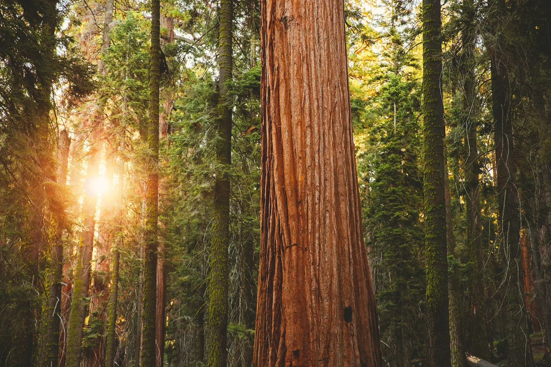 Sequoia bomen in Sequoia National Park in Californië