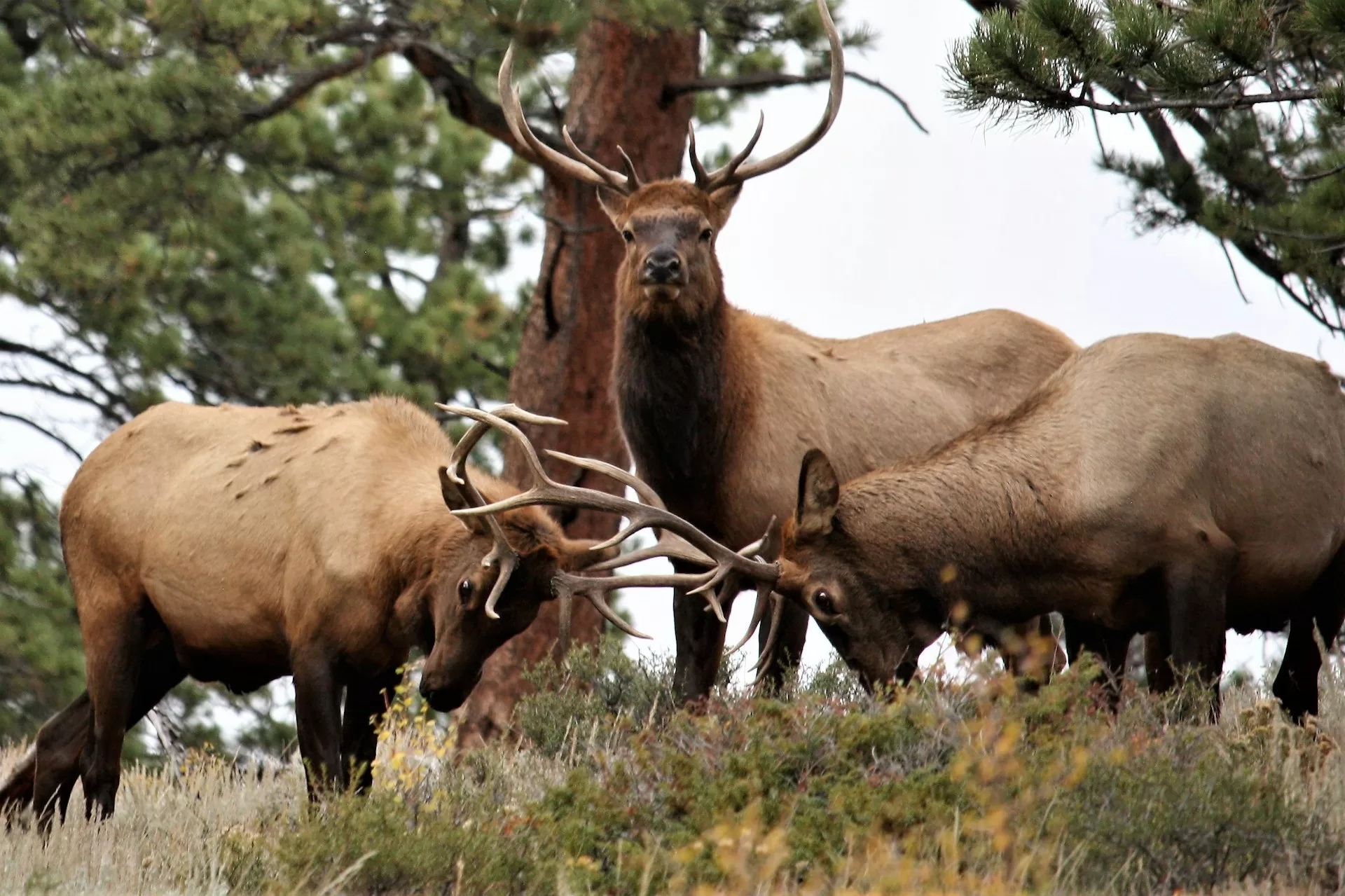 Herten in het bos van Rocky Mountain National Park