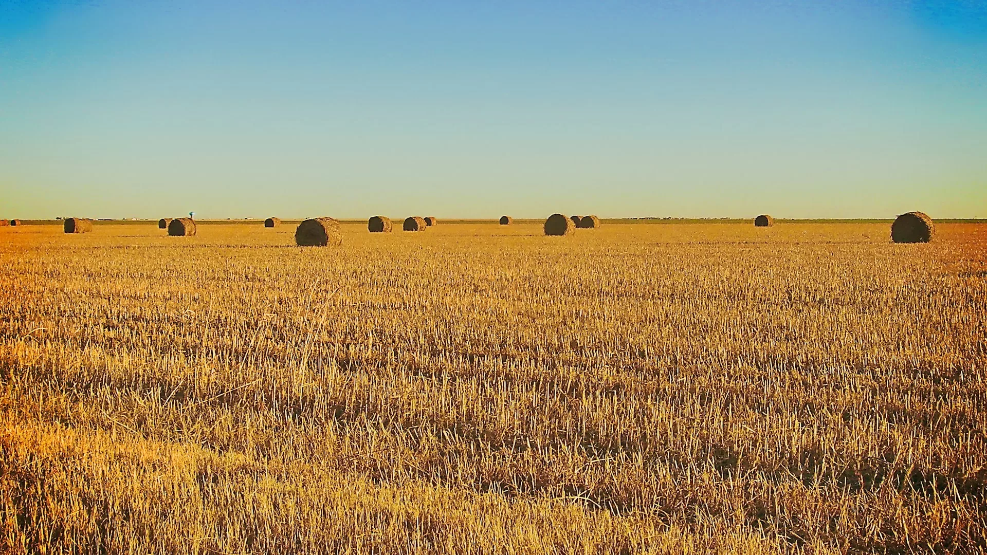 Uitzicht over de graanvelden van Amarillo Texas