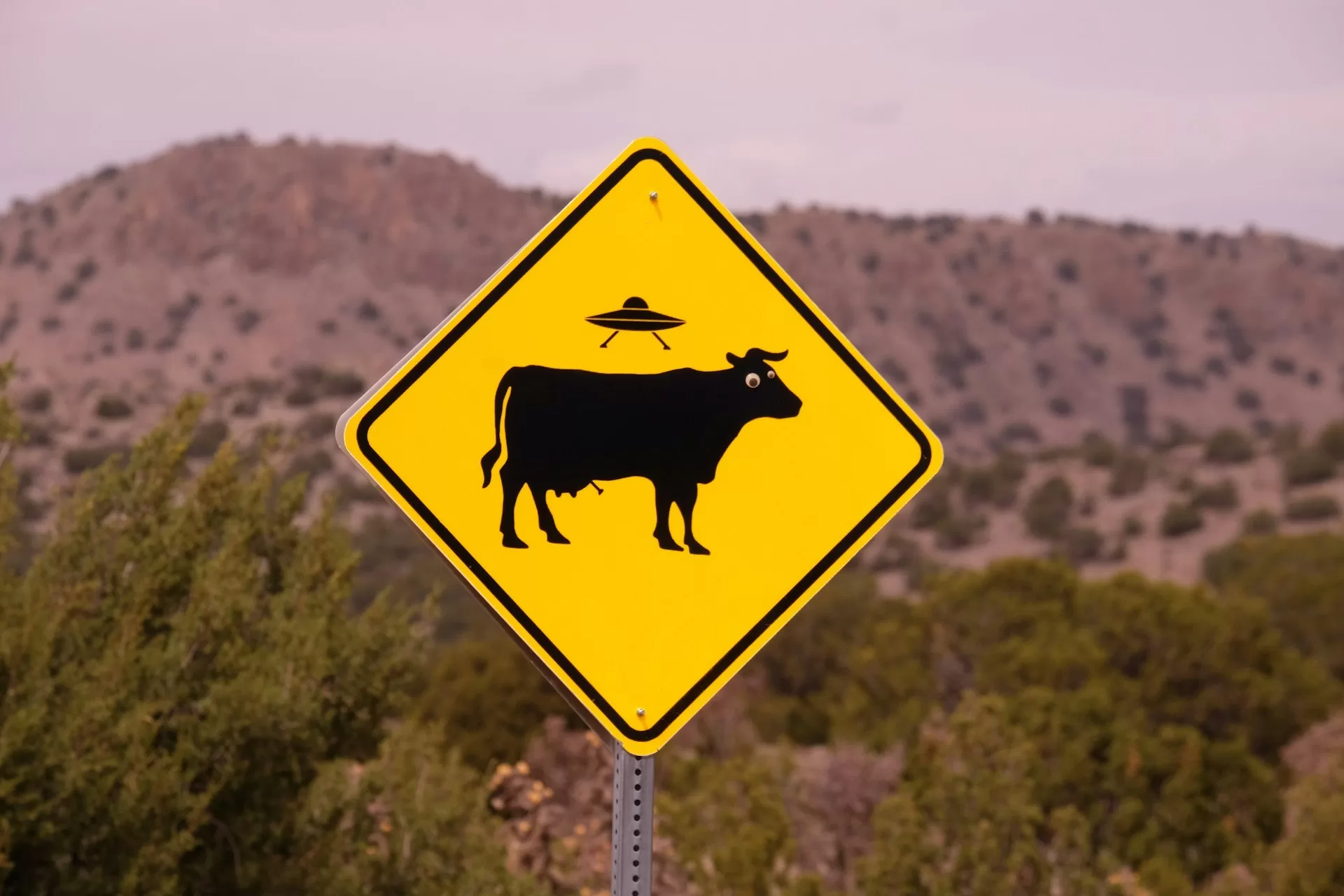 Een geel UFO Cow Abductions Here Sign in Roswell, New Mexico