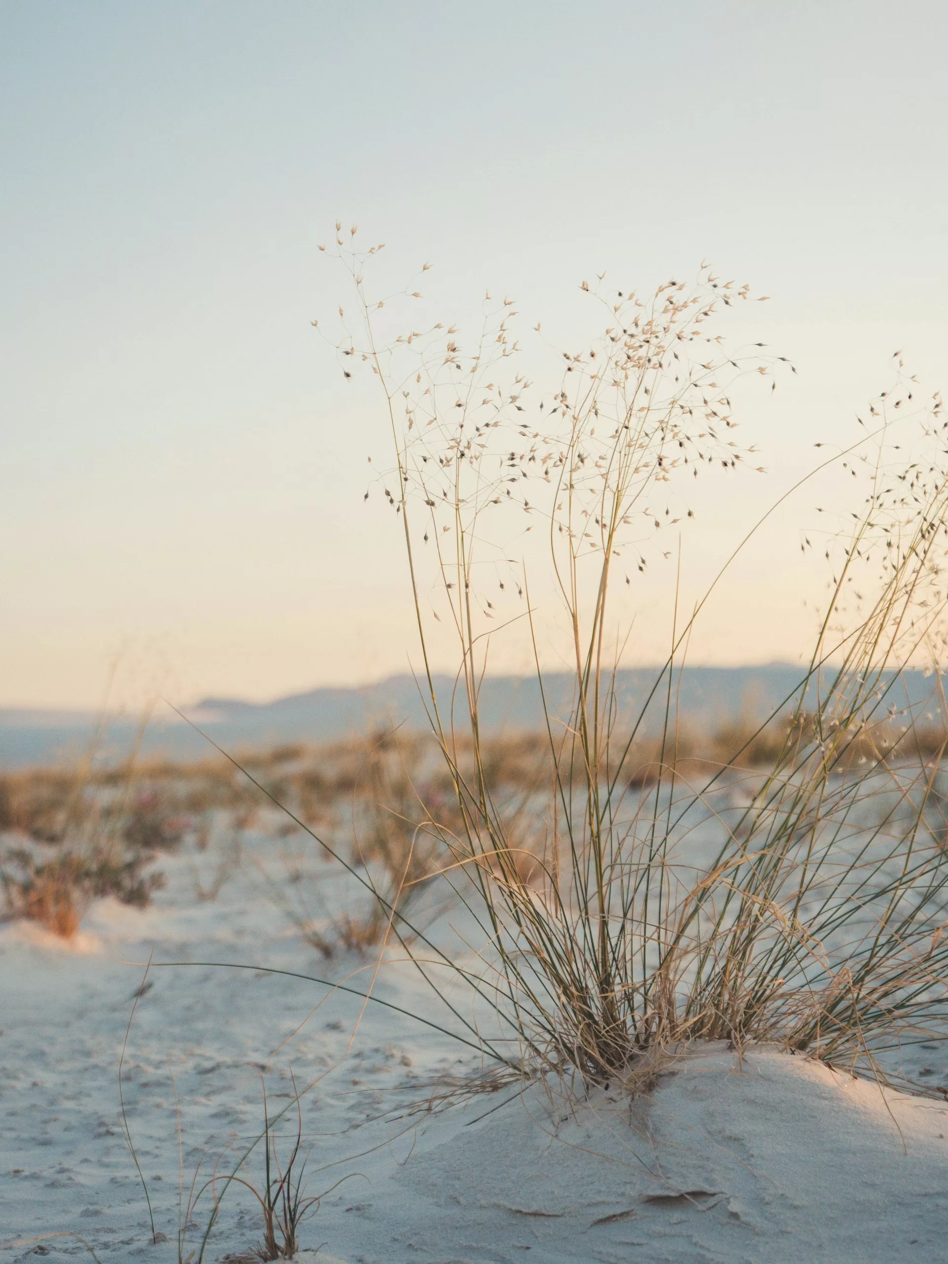 Bruine grassprieten vanuit het spierwitte zand van het White Sands National Monument Alamagordo