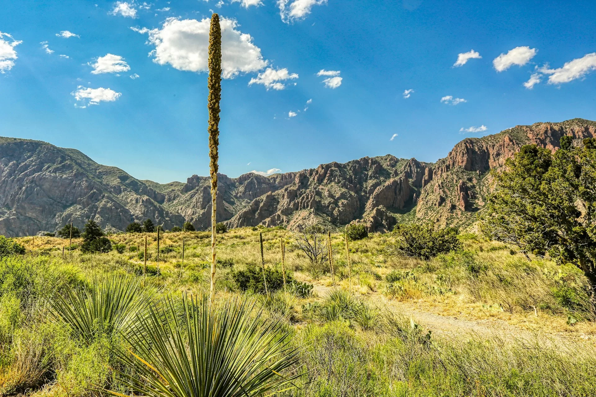 UItzicht op de Chisos Mountains in Big Bend National Park in Texas
