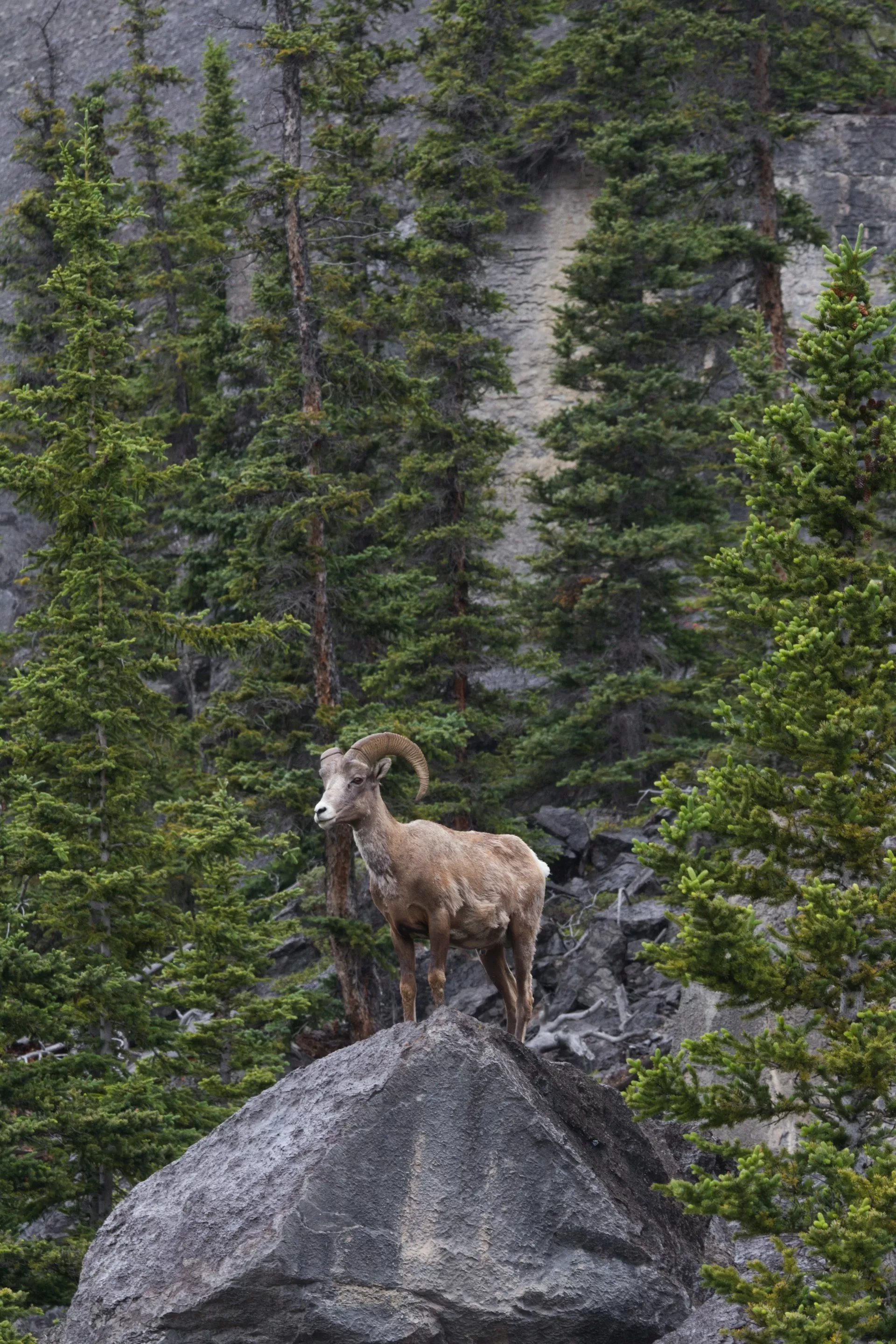 Een berggeit op een rots langs de Icefields Parkway in Jasper