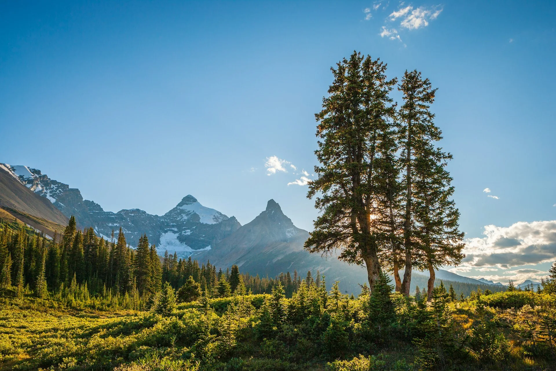 Bomen met besneeuwde bergen op de achtergrond in Jasper National Park