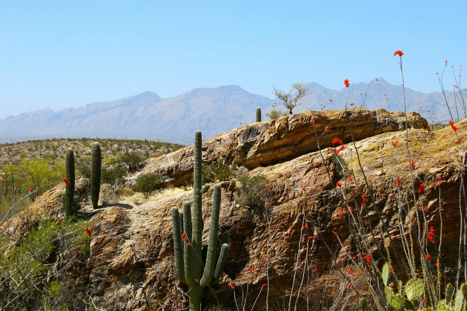 Cactussen op een rots in Scottsdale met bergen op de achtergrond