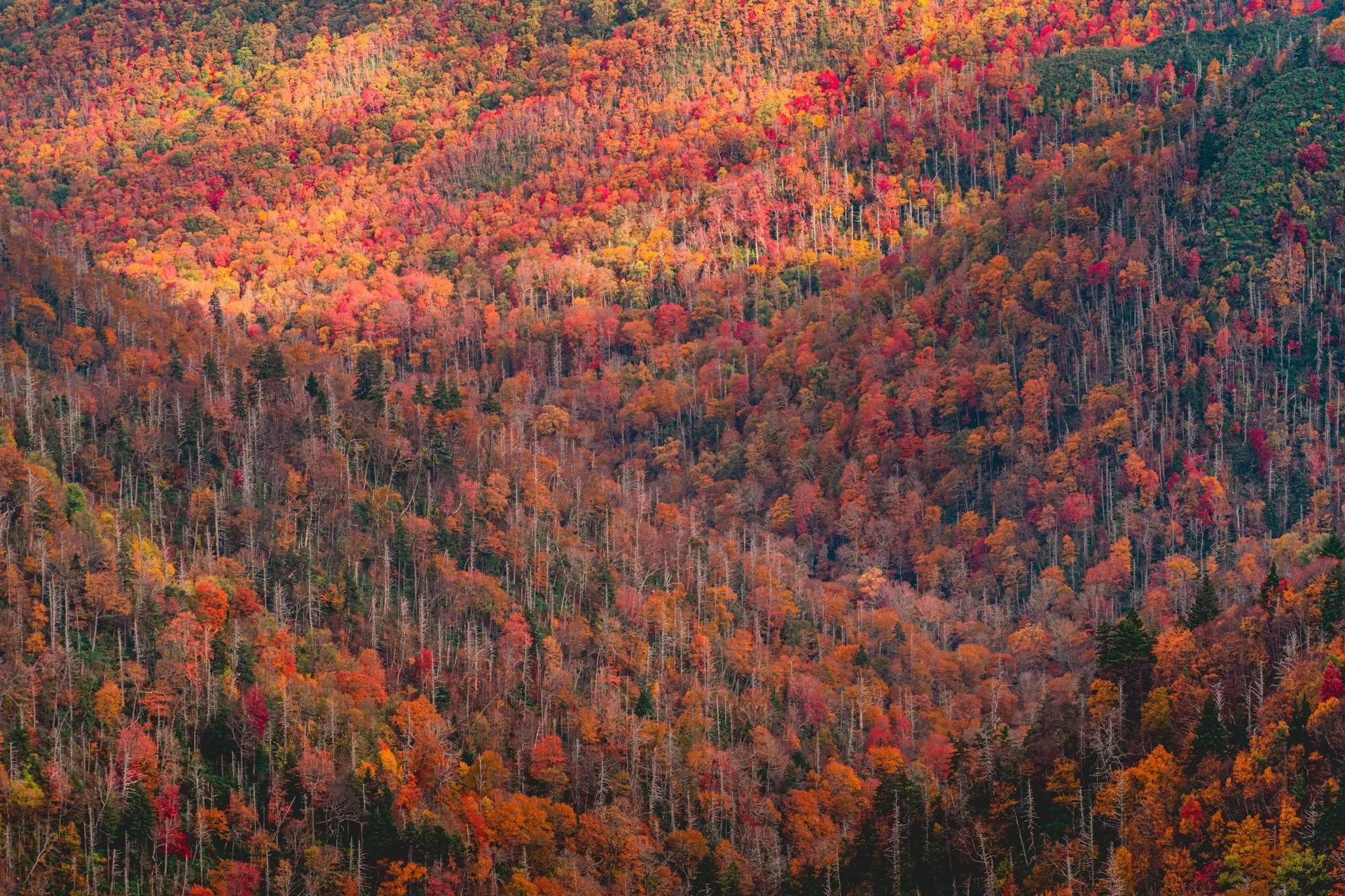 Gekleurde bomen in de bossen van het Great Smoky Mountains National Park