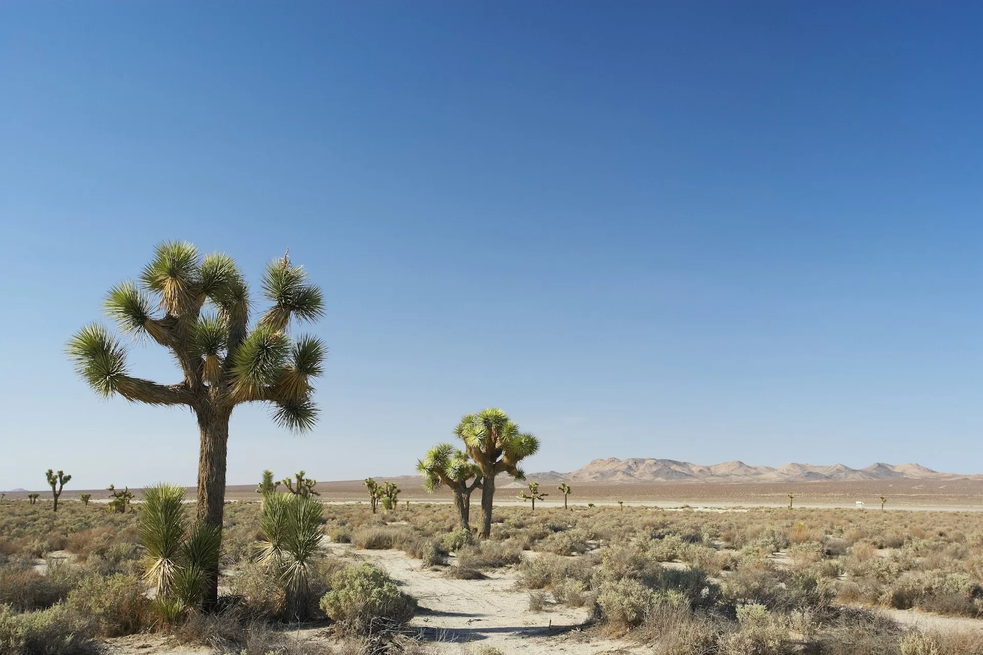 Palmbomen en planten op de woestijnvlaktes in Joshua Tree National Park
