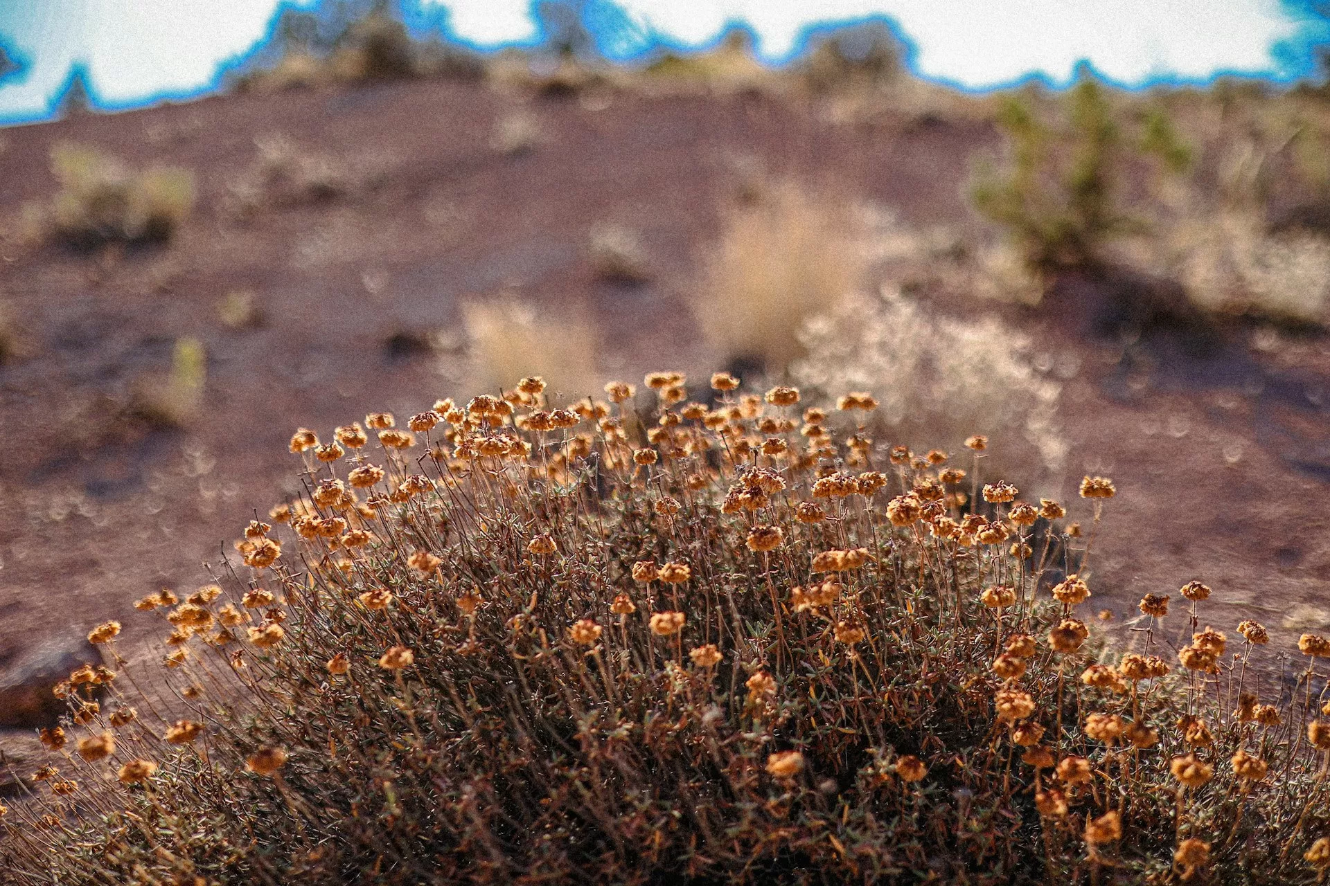 Planten op een grindbult in John Day Fossil Beds National Monument