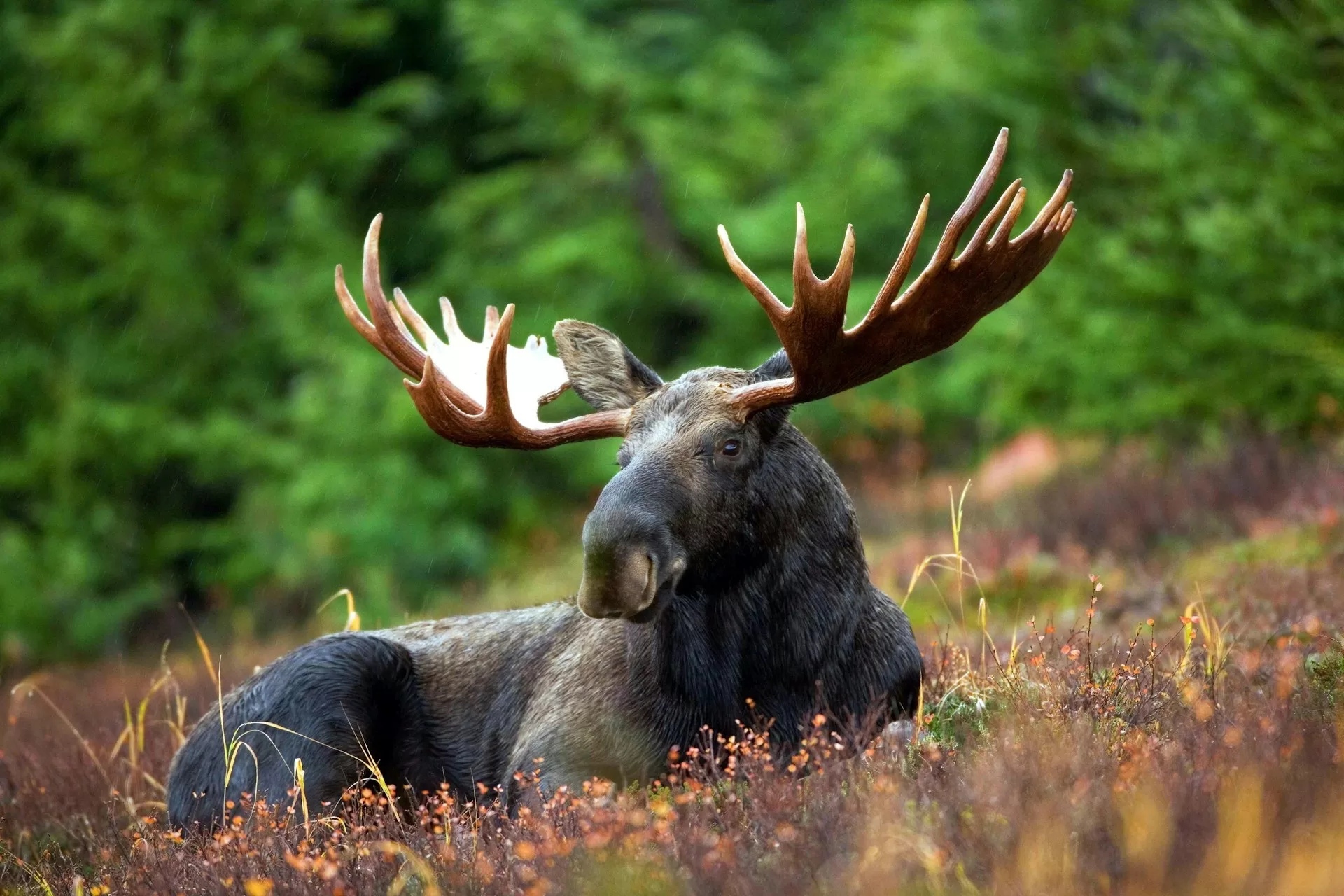 Een eland die in een weide ligt in Gros Morne National Park in Canada