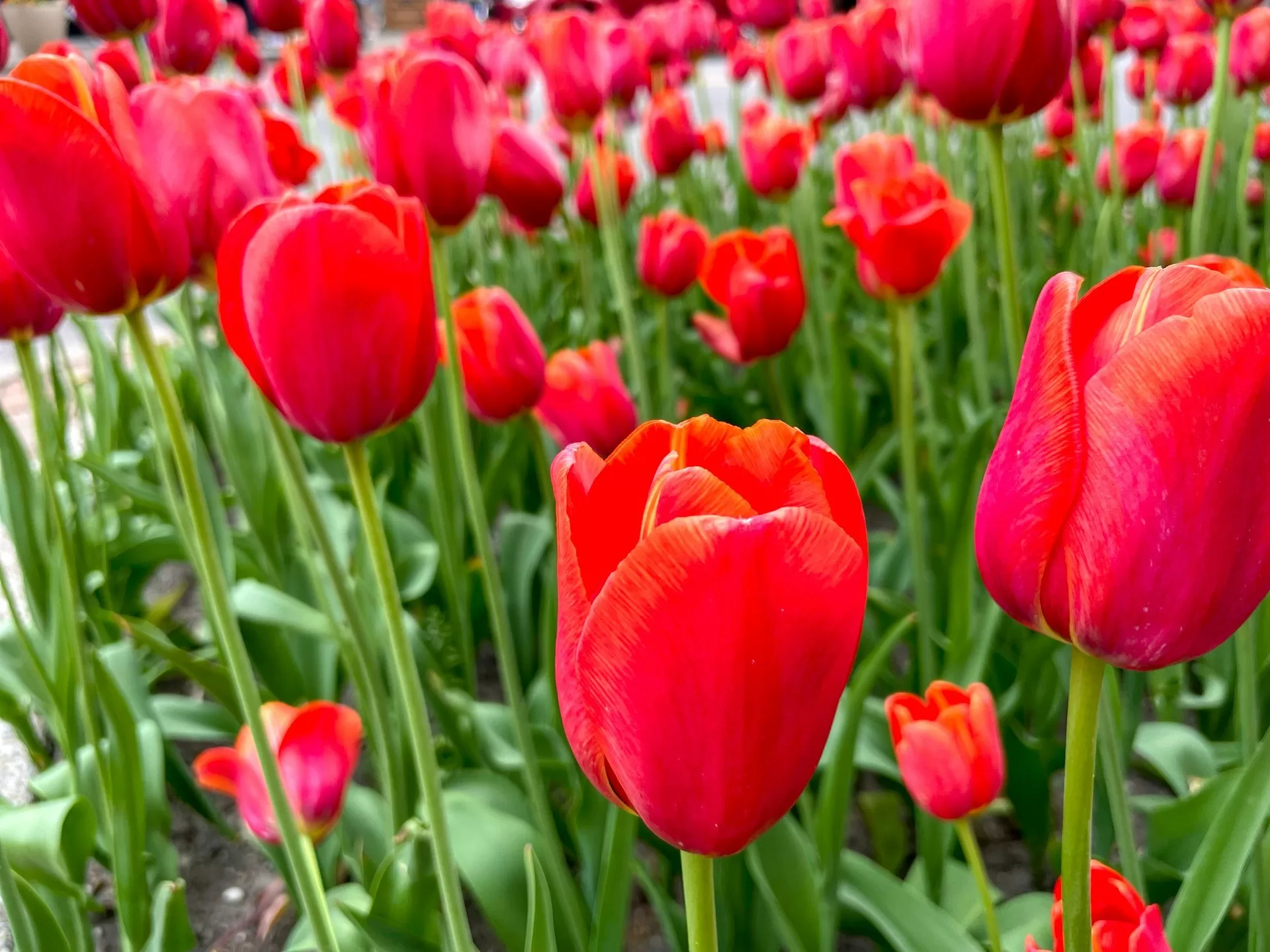 Tulpenvelden in Holland in de buurt van Lake Michigan