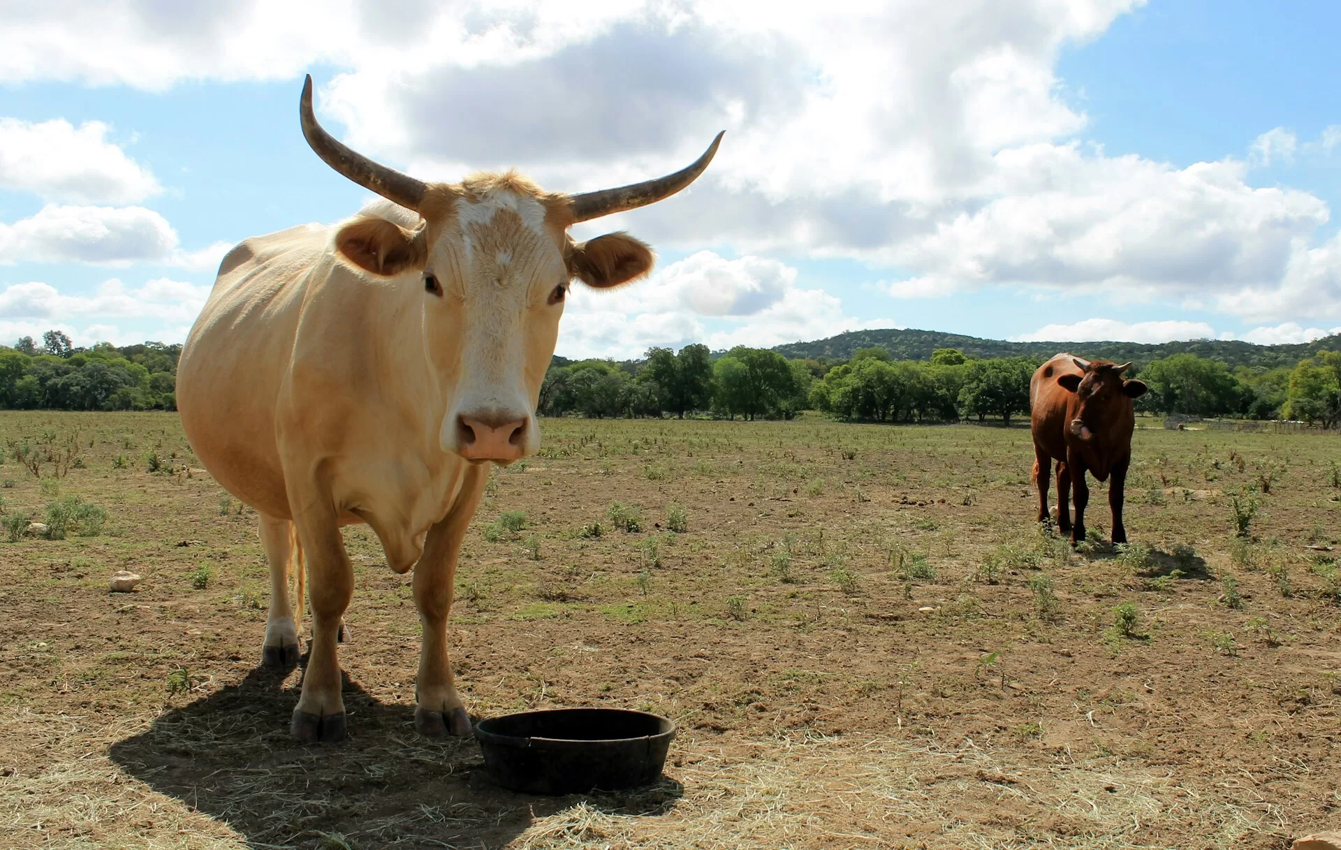 Longhorns op de prairies in Texas USA